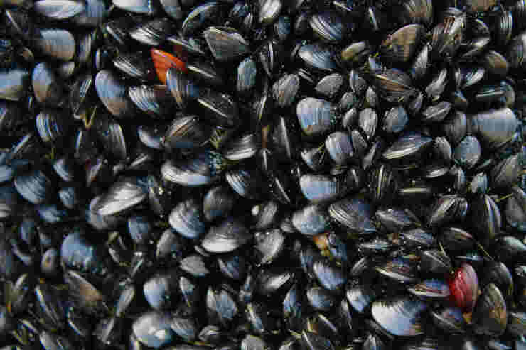 Cozze 